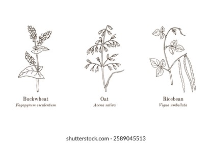 Collection of edible and medicinal plants. Hand drawn botanical vector illustration