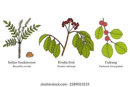 Collection of edible and medicinal plants. Hand drawn botanical vector illustration