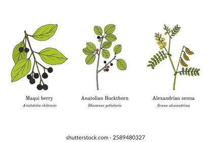 Collection of edible and medicinal plants. Hand drawn botanical vector illustration