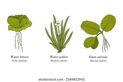 Collection of edible and medicinal plants. Hand drawn botanical vector illustration