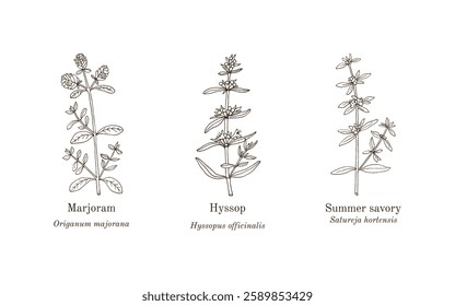 Collection of edible and medicinal plants. Hand drawn botanical vector illustration