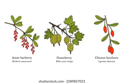 Collection of edible and medicinal plants. Hand drawn botanical vector illustration