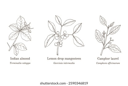 Collection of edible and medicinal plants. Hand drawn botanical vector illustration