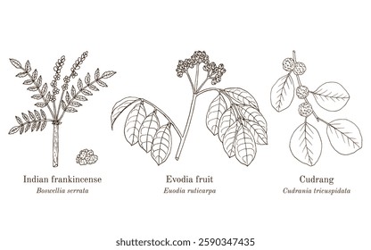 Collection of edible and medicinal plants. Hand drawn botanical vector illustration