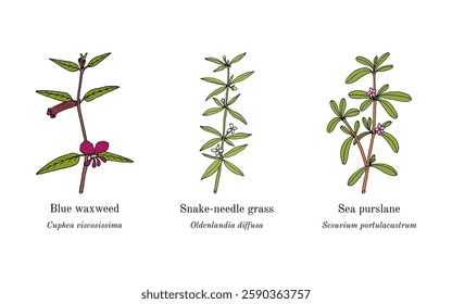 Collection of edible and medicinal plants. Hand drawn botanical vector illustration