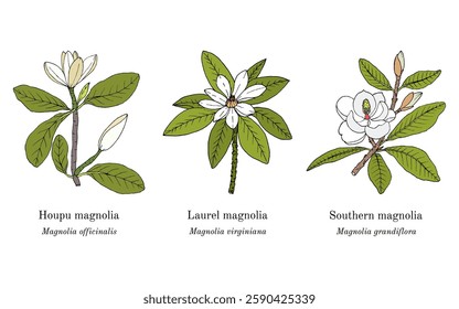 Collection of edible and medicinal plants. Hand drawn botanical vector illustration