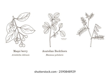 Collection of edible and medicinal plants. Hand drawn botanical vector illustration