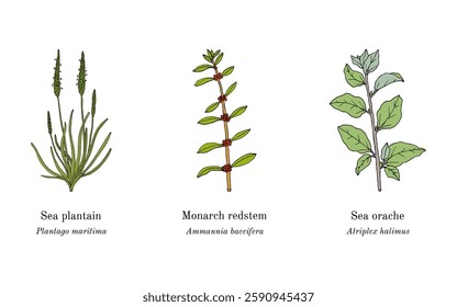 Collection of edible and medicinal plants. Hand drawn botanical vector illustration