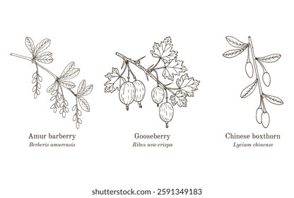 Collection of edible and medicinal plants. Hand drawn botanical vector illustration