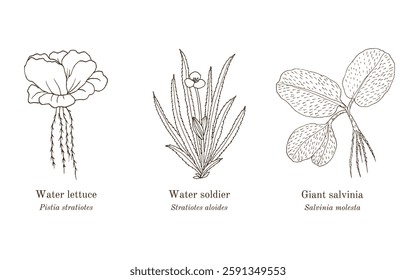 Collection of edible and medicinal plants. Hand drawn botanical vector illustration