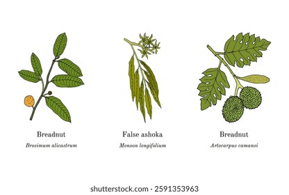 Collection of edible and medicinal plants. Hand drawn botanical vector illustration