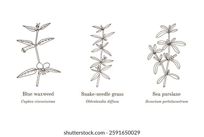 Collection of edible and medicinal plants. Hand drawn botanical vector illustration