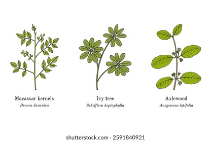 Collection of edible and medicinal plants. Hand drawn botanical vector illustration