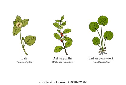 Collection of edible and medicinal plants. Hand drawn botanical vector illustration