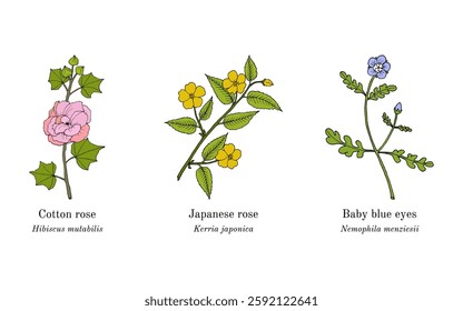 Collection of edible and medicinal plants. Hand drawn botanical vector illustration