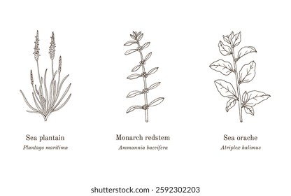 Collection of edible and medicinal plants. Hand drawn botanical vector illustration