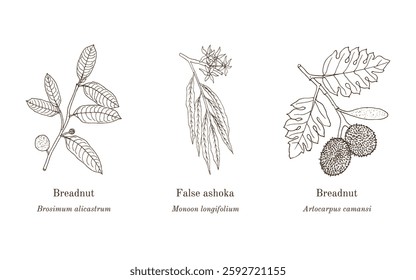 Collection of edible and medicinal plants. Hand drawn botanical vector illustration