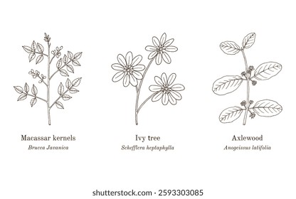 Collection of edible and medicinal plants. Hand drawn botanical vector illustration