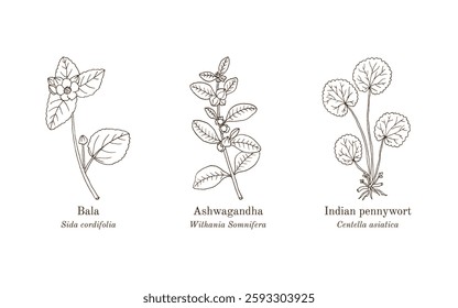 Collection of edible and medicinal plants. Hand drawn botanical vector illustration