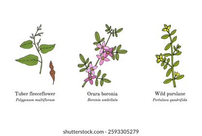 Collection of edible and medicinal plants. Hand drawn botanical vector illustration