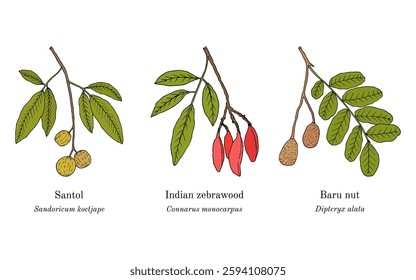 Collection of edible and medicinal plants. Hand drawn botanical vector illustration