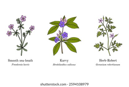 Collection of edible and medicinal plants. Hand drawn botanical vector illustration