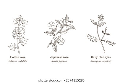 Collection of edible and medicinal plants. Hand drawn botanical vector illustration