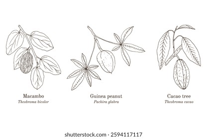 Collection of edible and medicinal plants. Hand drawn botanical vector illustration