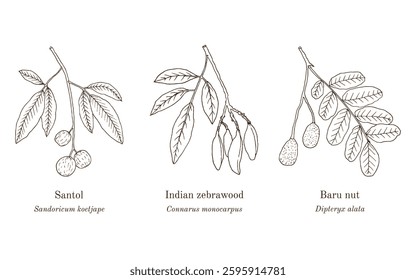 Collection of edible and medicinal plants. Hand drawn botanical vector illustration