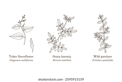 Collection of edible and medicinal plants. Hand drawn botanical vector illustration