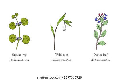 Collection of edible and medicinal plants. Hand drawn botanical vector illustration