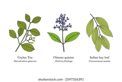 Collection of edible and medicinal plants. Hand drawn botanical vector illustration
