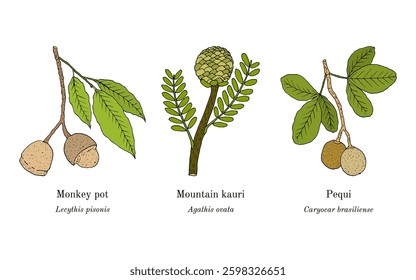 Collection of edible and medicinal plants. Hand drawn botanical vector illustration