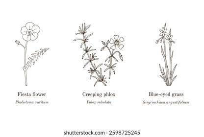 Collection of edible and medicinal plants. Hand drawn botanical vector illustration
