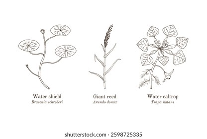 Collection of edible and medicinal plants. Hand drawn botanical vector illustration