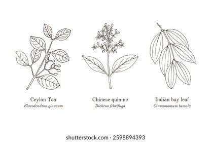 Collection of edible and medicinal plants. Hand drawn botanical vector illustration