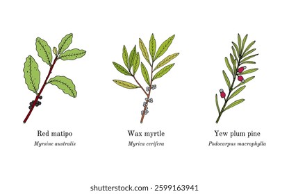 Collection of edible and medicinal plants. Hand drawn botanical vector illustration
