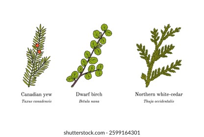 Collection of edible and medicinal plants. Hand drawn botanical vector illustration