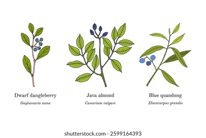 Collection of edible and medicinal plants. Hand drawn botanical vector illustration