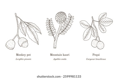 Collection of edible and medicinal plants. Hand drawn botanical vector illustration
