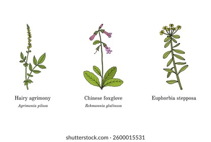 Collection of edible and medicinal plants. Hand drawn botanical vector illustration