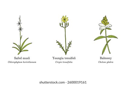 Collection of edible and medicinal plants. Hand drawn botanical vector illustration