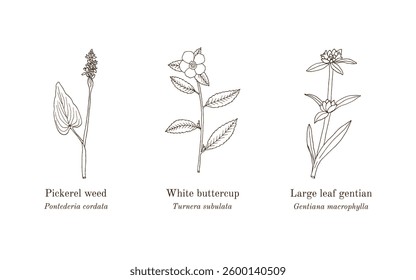 Collection of edible and medicinal plants. Hand drawn botanical vector illustration