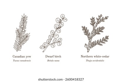 Collection of edible and medicinal plants. Hand drawn botanical vector illustration
