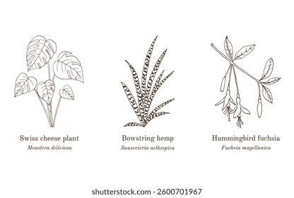 Collection of edible and medicinal plants. Hand drawn botanical vector illustration