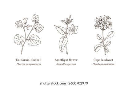 Collection of edible and medicinal plants. Hand drawn botanical vector illustration