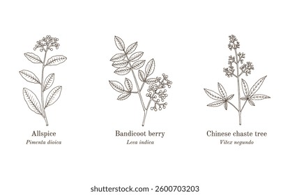 Collection of edible and medicinal plants. Hand drawn botanical vector illustration