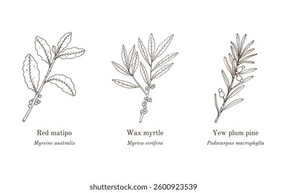 Collection of edible and medicinal plants. Hand drawn botanical vector illustration
