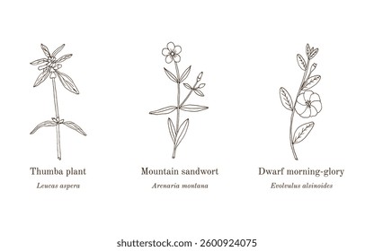 Collection of edible and medicinal plants. Hand drawn botanical vector illustration