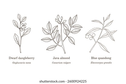 Collection of edible and medicinal plants. Hand drawn botanical vector illustration